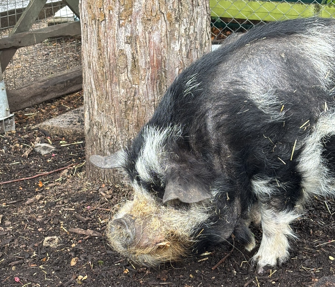 A pig