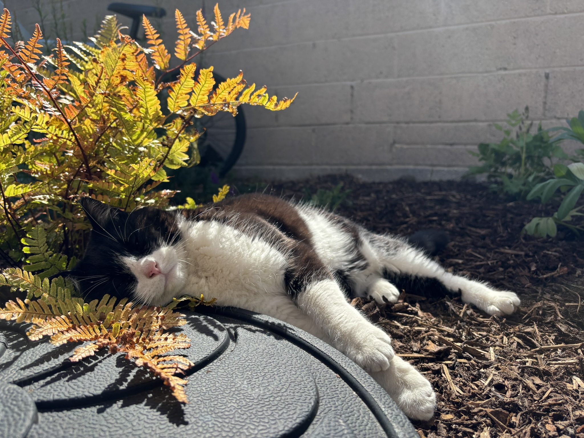 A black and white cat lying on a parasol stand in the sun with a fern next to him